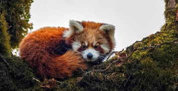 Searching Red Panda in Nepal 2024/25